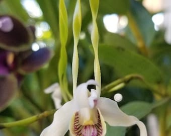 Dendrobium Antennatum 2.25 inch pot, live plant.  Great addition to your collection. Ohana (Family)  Growings Shop Hawaiian