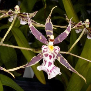 May include: A white orchid with purple and yellow markings. The orchid has long, thin petals that are spread out in a star shape. The orchid is growing in a pot with green leaves.