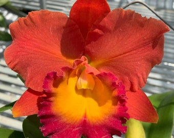 Rlc Siam Orange.  Great addition to your collection. Ohana (Family)  Growings Shop Hawaiian