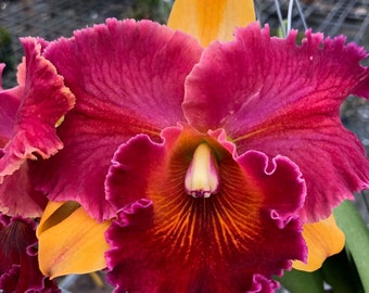 Rlc HALL OF FAME. 3 1/2 inched potted mature orchid. Great addition to your collection.  Ohana (means Family in Hawaiian)  Growings Shop