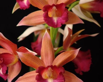 Phaius Lady Ramona Harris LOOKING @ YOU.  Great addition to your collection. Grown in Hawaii.  Ohana Growings Shop