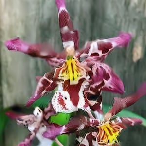 Wilsonara Eye Candy PINKIE. Great addition to your collection. Grown in Hawaii. Ohana (means Family in Hawaiian)  Growings Shop