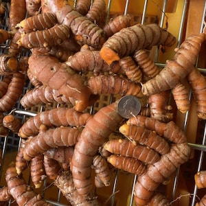 May include: A close-up of a pile of turmeric root, a bright orange-brown color, with a US quarter for scale.