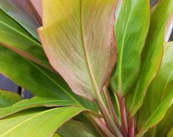 Hawaii's RED Edge Ti Leaf, Cordyline fruticosa.  Vibrant red edge ti leaf that will pop your landscape.  Ohana Growings Shop Hawaii