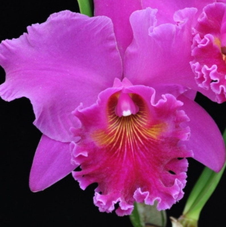 Rlc MITSUO Akatsuka Volcano Queen 2.5 Pot. Great addition to your collection. Ohana Family Growings Shop Hawaiian image 1