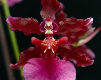 Onc. Sharry Baby RED FANTASY Frangrance Live Plant 3" pot. Great addition to your collection. Ohana (Family)  Growings Shop Hawaiian