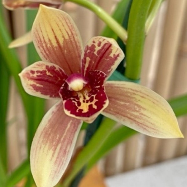 Grammatocymbidium Pakkret Carnival APRICOT. (mericlone).  Ohana (means Family in Hawaiian) Growings Shop Hawaii