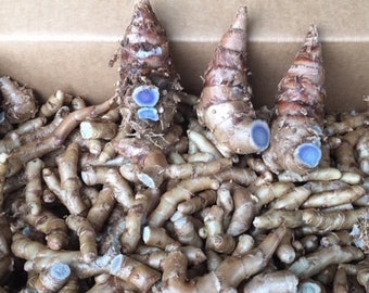 1/2lb Curcuma Caesia Black Turmeric (limited seasonal). Dark inside mean strong concentrated. Hawaii, Oahu grown