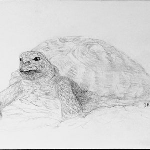 May include: A pencil drawing of a tortoise in shades of gray. The tortoise is depicted in a side profile, with its head and front leg extended. The artist's signature, "D Hawthorne," is in the lower right corner.