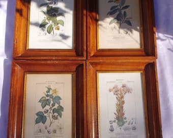 4 Colored Botanical Prints Flower Prints Botany Wall Pictures Flower Picture Wall Decoration Plant Picture Brocante Vintage Country House Cottage