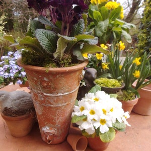 Puede incluir: Una colección de plantas en macetas, que incluye prímulas moradas oscuras, narcisos amarillos y prímulas blancas con centros amarillos. Las plantas están en macetas de terracota, dispuestas sobre una superficie marrón rojiza, con una pequeña estatua de pájaro.