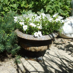 Puede incluir: Una jardinera ornamentada y envejecida llena de vibrantes petunias blancas. La jardinera oscura y desgastada se asienta sobre una superficie de piedra, rodeada de exuberante follaje verde. Las petunias están en plena floración, creando un contraste llamativo.