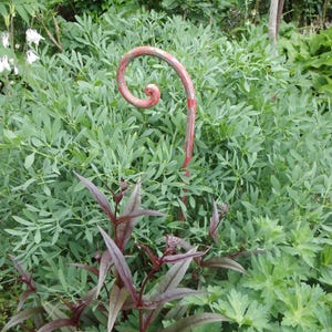 Antik 1 Eisen Eisenstab Blumenstab Haltestab Hirtenstab Laternenstab Pflanzstab Gartendeko Landhaus Cottage