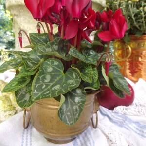 Peut inclure: Un pot en laiton avec des feuilles vert foncé et des cyclamens rouge vif. Le pot a deux poignées sur les côtés et est posé sur une nappe blanche et bleue.