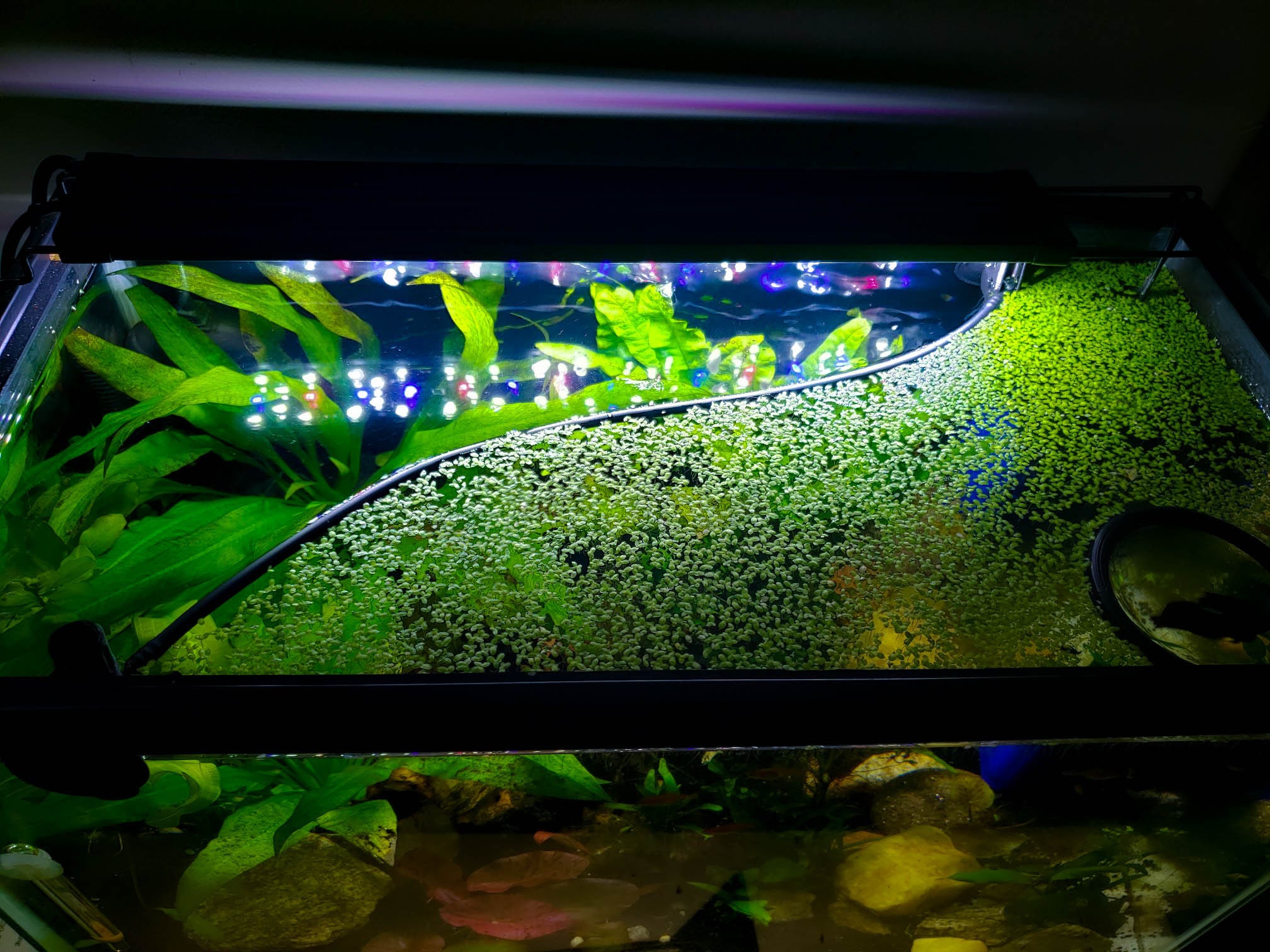 Waterplanten en waterkwaliteit, Uitgeverij Noordboek | Boek