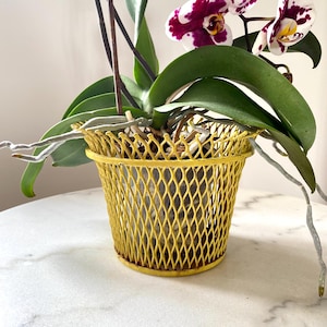 Könnte beinhalten: Eine Orchidee im Topf mit weißen, dunkelviolett gefleckten Blütenblättern und langen grünen Blättern, untergebracht in einem leuchtend gelben Metalldrahtkorb-Übertopf mit Rautenmuster und einem kreisförmigen Rand oben und unten an der Struktur.