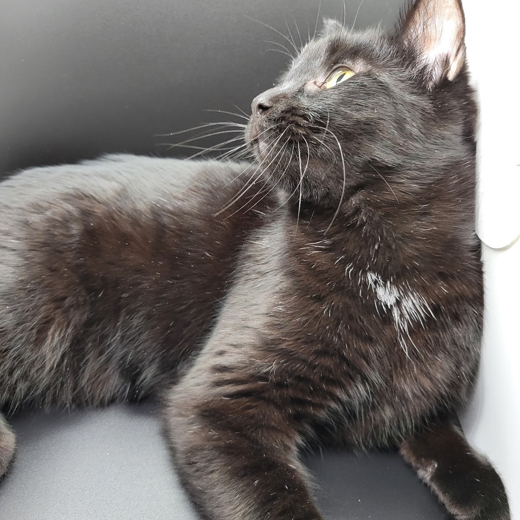 Spooky Boo Perfume Oil 8.5 mL Amber Kitty Apothecary Blend