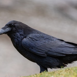 ネバーモア パフューム オイル 8.5 mL ポエ レイヴン ゴス アポセカリー ブレンド