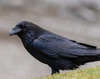 May include: A black raven with dark feathers and a sharp beak is perched on a grassy area. The bird is looking to the left of the frame.