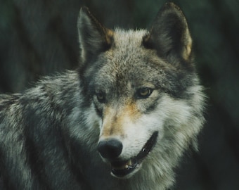 Swearwolves Perfume Oil 8.5 mL Werewolf Apothecary Blend