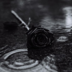 Black Rose Perfume Oil 8.5 mL Gothic Apothecary Blend