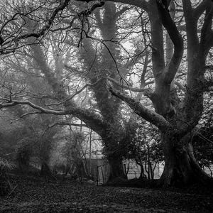 May include: A black and white photograph of a large tree with thick branches and gnarled roots. The tree is in a forest setting with other trees in the background. The image is taken from a low angle, looking up at the tree.