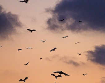 Dram Apothecary Perfume Samples Vampire