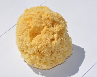 Natural bath sponge from the Mediterranean large ca 18 cm R 610