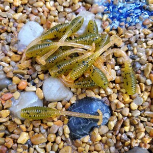 May include: A close-up of a pile of green and brown fishing lures with black speckles. The lures are on a bed of small, smooth, brown and tan stones.