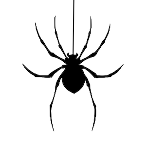 Spider Decal | Vinyl Car Decal | Window Decal | Laptop Decal | Vinyl Sticker