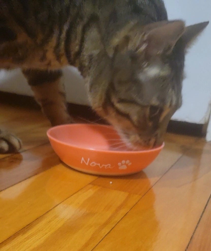 Personalisierter Katzennapf, individueller Katzennapf, rutschfester Katzennapf, individueller Haustiernapf