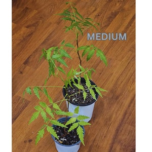 One-year-old neem tree, medium size, measuring between 8.5 and 12.5 inches in height.