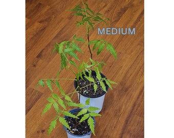 One-year-old neem tree, medium size, measuring between 8.5 and 12.5 inches in height.