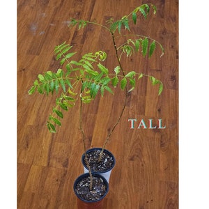Tall Neem Tree (Azadirachta indica), Tall size (18.5" to 26.5"). Two-year-old.