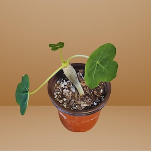 May include: A small potted plant with large, heart-shaped green leaves and a thick, light-colored stem. The pot is a reddish-brown color and filled with soil and small white stones. The plant has a few leaves and is set against a brown background.
