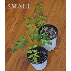 One-year-old neem tree (Azadirachta indica), small size (5" to 8").