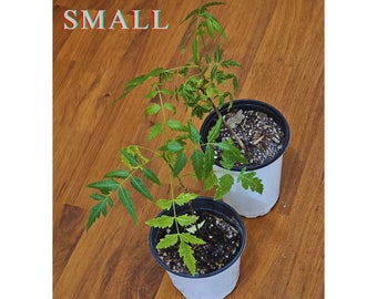 Small Neem Tree (Azadirachta indica), Small size (5" to 8"). One-year-old.