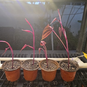 Live UBE plant, purple yam, native to SouthEast Asia and the Philippines. Scientific name: Dioscorea alata.