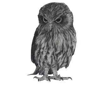 May include: A black and white pencil drawing of an owl with large, dark eyes. The owl is facing forward with its wings folded and its talons visible.