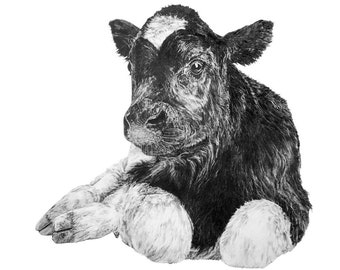 May include: A black and white calf with a white patch on its forehead sits with its legs tucked under its body. The calf is looking at the viewer with a curious expression.