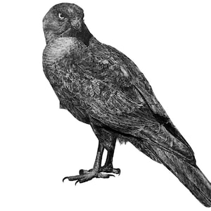 Hand drawn hawk removable fabric wall decal