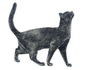 May include: A black cat with a long tail is walking and looking up. The cat is drawn in a realistic style with detailed fur.