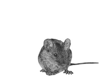 May include: A black and white drawing of a mouse sitting on a white background.