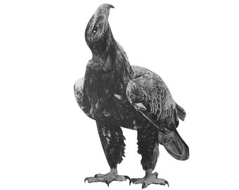 Hand drawn wedge-tailed eagle removable fabric wall decal