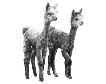 May include: A black and white pencil drawing of two alpacas standing side by side. The alpacas are facing different directions, and their fluffy fur is detailed.