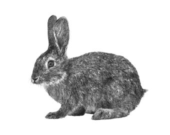Hand-Drawn Rabbit Removable Fabric Wall Decal