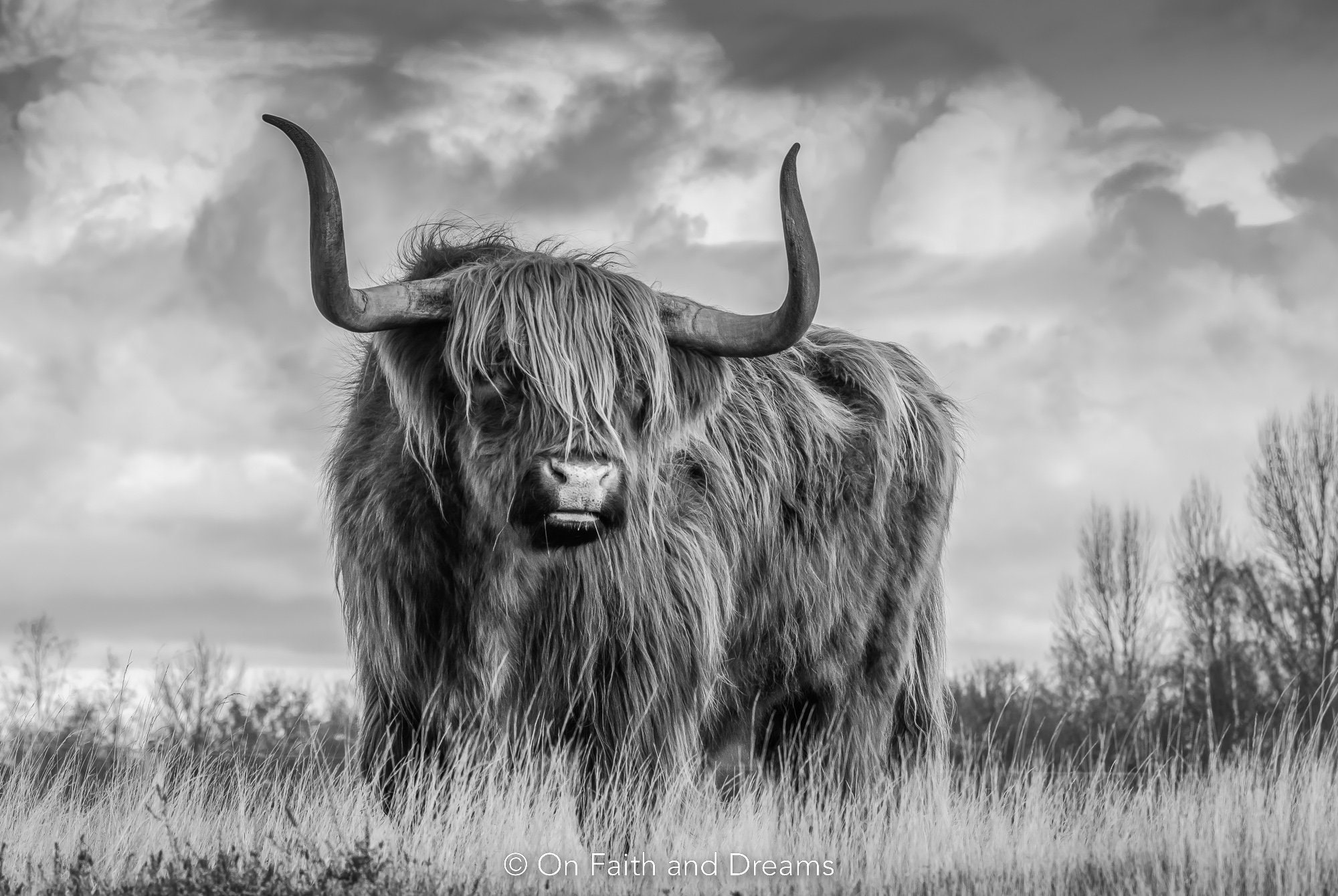 Highland Cow Canvas, Highland Cow Black and White Print, Scottish Cow