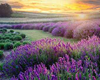 Lavender Fields Sunrise Canvas Wall Art Print, France Landscape Photography, Beautiful Scenery Nature Decor Photo, Purple Flower Field Print