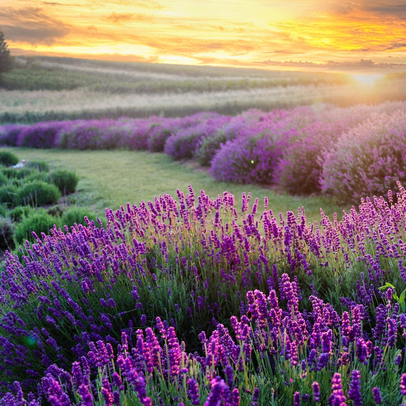 Lavender Fields - Etsy