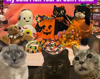 My cats pick your kandi bracelets!!